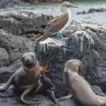 Allexpeditions Discover Ecuador Iconic Travel Tours | Discover Iconic Ecuador | Ecuador Galapagos Trips Travel Package Tour Allexpeditions Discover Ecuador Iconic Travel Tours | Discover Iconic Ecuador | Ecuador Galapagos Trips Travel Package Tour